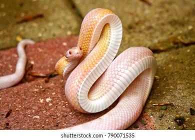 An Unexpected, If Not Unwelcome, Visitor To The Garden.  Probably An Escaped Pet, This Albino Snake Is Certainly Not Indigenous To The UK.