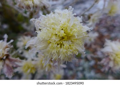 Unexpected Weather Flower In The Snow