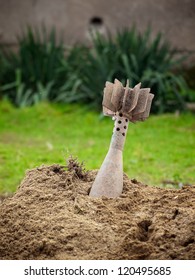 Unexploded Mortar Shell Stuck Ground Stock Photo 120495685 | Shutterstock