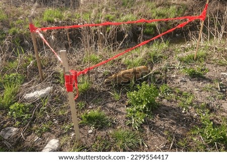 An unexploded shell from World War II found in a forest.