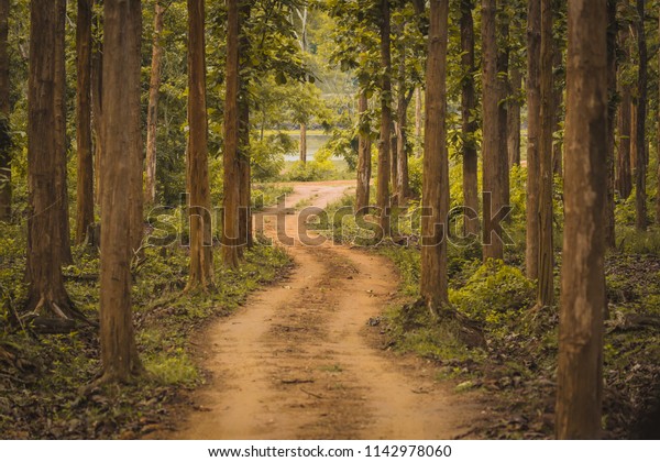 Unexplored path / Road less taken at Nagarhole\
national park, Karnataka, India. Bandipur forest. Curvy road ahead.\
Jungle safari searing wild animals. Tall trees, glomy weather,\
mysterious nature