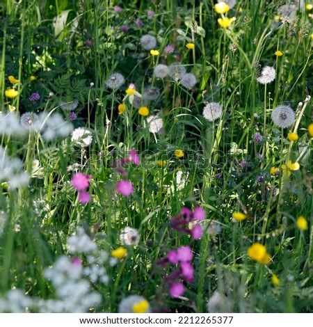 Unfertilized wildflower meadow with many flowers such as dandelion, yellow buttercup, white daisy, pink cowslip, green clover.