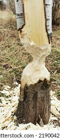 Unfinished Tree Felling By A Beaver.  Quitting Time Is Quitting Time!