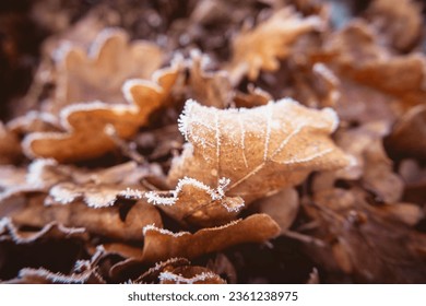 Unfocused autumnal photography with oak leaves.Autumn foliage with some frost - Powered by Shutterstock