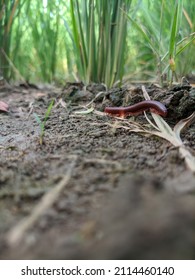 Unfocused Background Of Red Centipede