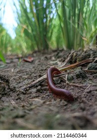 Unfocused Background Of Red Centipede