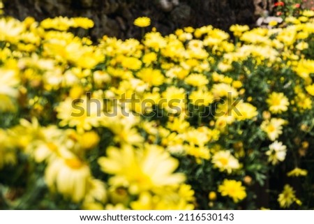 Unfocused background of yellow margaritas flowers