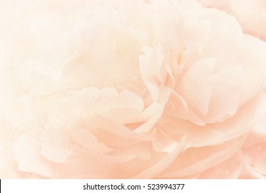 Unfocused blur peony petals, toned, light and heart bokeh background, pastel and soft card