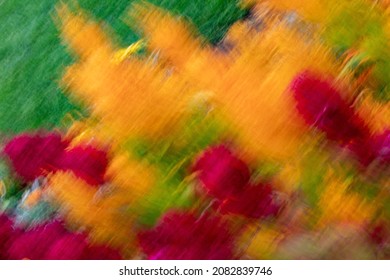 Unfocused Blur Red Spinach Flower Background. Common Name - Red Fox, Feather Cockscomb, Red Spinach, Plumed Cockscomb, Feathery Amaranth, Celosia Argenta . Red And Yellow. Vertical Photo.
