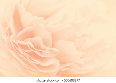 Unfocused blur rose petals, toned, light and heart bokeh background, pastel and soft card