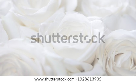 unfocused blur white roses background