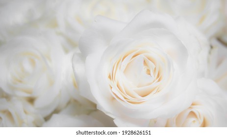 Unfocused Blurred White Roses Background