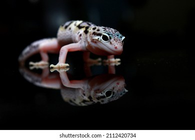 Unfocused a cute-faced white leopard gecko