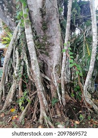 Unfocused Image Of Tree Trunk And Roots. Fibrous Type Root. It Is Thin, Moderately Branching Roots Growing From The Stem. Tree Root In The Soil.