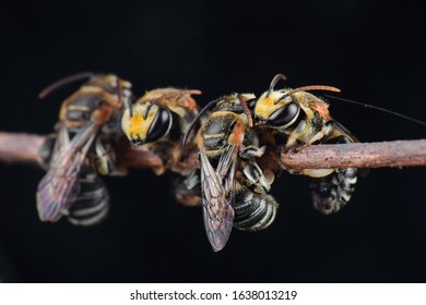 Unfocused Picture, This Small Bee Is So Cute, They Always Gather In Their Daily Life, Combined With Beautiful Free Space Makes It Very Beautiful.  Blurry And Grainny