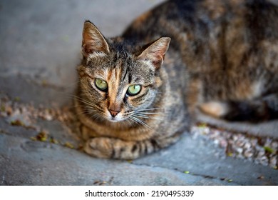 7,786 Cat blur focus Images, Stock Photos & Vectors | Shutterstock