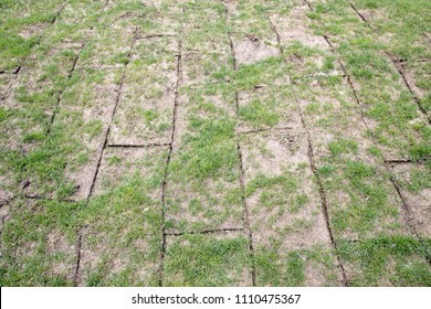 Unfolded land rolls with green grass, grass is very bad quality,  scarce and small