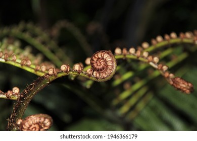 4,320 Fern stalk Images, Stock Photos & Vectors | Shutterstock