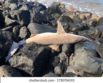 Unfortunate Shark That Got Caught On A Fishing Line Left On The Beach