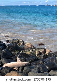 Unfortunate Shark That Got Caught On A Fishing Line Left On The Beach