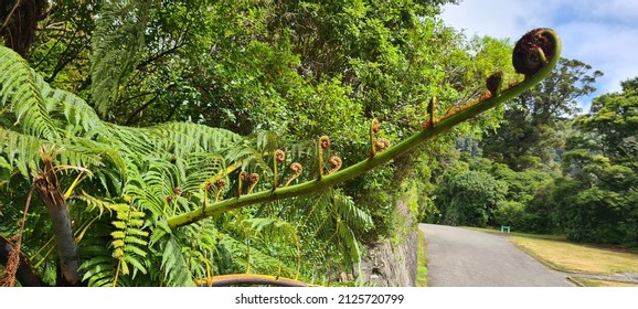 unfurling koru on a fern branch