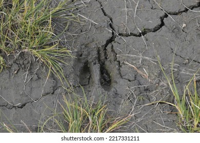 Ungulate Print In The Ground. 