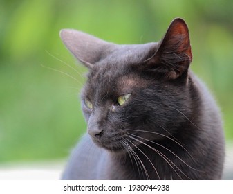 A Unhappy Black Cat, With A Dusty Face ,looking Troubled