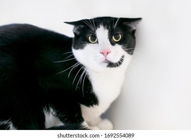 An Unhappy Black And White Tuxedo Cat With A Frightened Expression, Dilated Pupils And Ears Held Flat