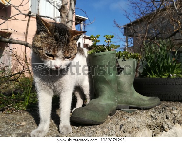 pet cat boots