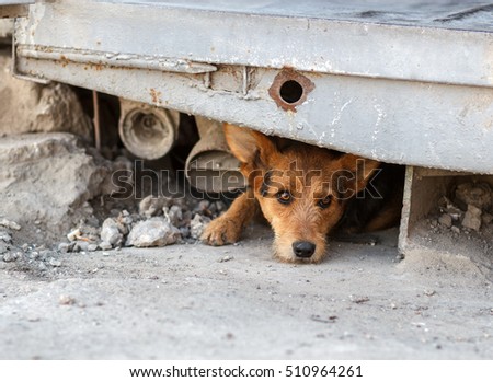 Unhappy homeless dog that lives underground