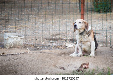 Unhappy, Sad Beagle Dog Kept On A Chain, Sitting In The Yard. Animal Abuse Symbol With Copy Space.