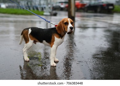 Unhappy young beagle dog stay on leash under rain, portrait of sad soaked animal, walking in city at bad autumn weather