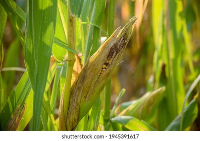 2,097 Disease of maize Images, Stock Photos & Vectors | Shutterstock