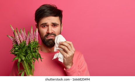 Unhealthy Displeased Bearded Man Suffers From Asthma Or Allergic Rhinitis, Rubs Nose With Handkerchief, Has Red Watery Eyes, Holds Flowering Plant, Poses Over Pink Background, Treats Symptoms