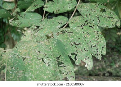 Unhealthy Leaves Can Be Caused By Insect Pests, Lack Of Leaf Fertilizer, But Still Sticking To The Tree Branches