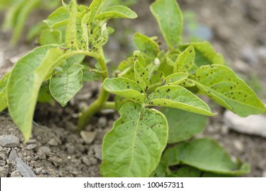 Unhealthy Potato Swift Foliage.