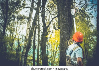 Unhealthy Tree Branches Cutting By Professional Forestry Worker.