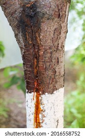 Unhealthy Tree With Damaged Bark And Gummosis Close-up In An Outdoor Garden. A Sick Plant With Improper Care And A Virus.