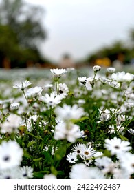 The Unheard Flowers of the Spring!