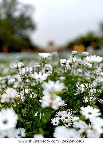 The Unheard Flowers of the Spring!