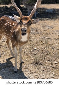 Unibrow Deer With Antler And Spots 