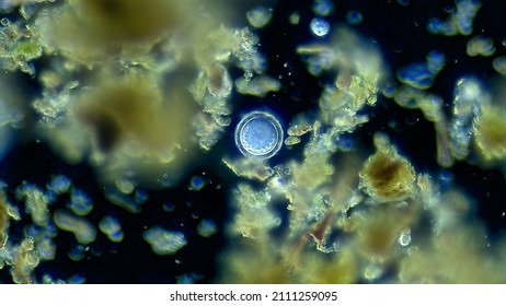 Unicellular micro organism, microscope magnification - Shutterstock ID 2111259095