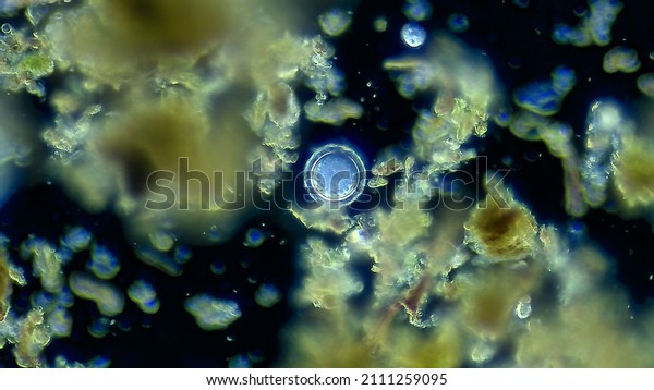 Unicellular\
micro organism, microscope\
magnification