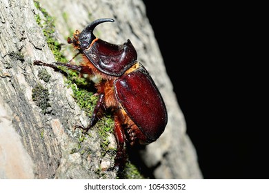Unicorn Beetle. Macro