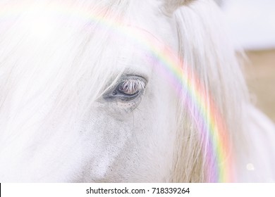 Unicorn horse with a rainbow