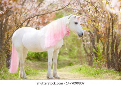 unicorn. photo of a snow-white unicorn with a pink and white mane and tail in a spring flowering garden, a magical garden.