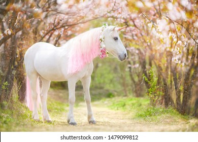 unicorn. photo of a snow-white unicorn with a pink and white mane and tail in a spring flowering garden, a magical garden.