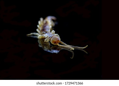 unidentifiable insect on a black background with reflection