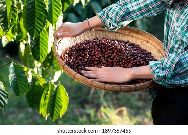 An Unidentified Coffee Farmer Is Harvesting Coffee Berries At A Coffee Plantation With Fresh, Organic Coffee Beans.