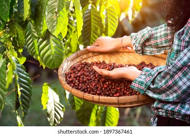 An Unidentified Coffee Farmer Is Harvesting Coffee Berries At A Coffee Plantation With Fresh, Organic Coffee Beans.